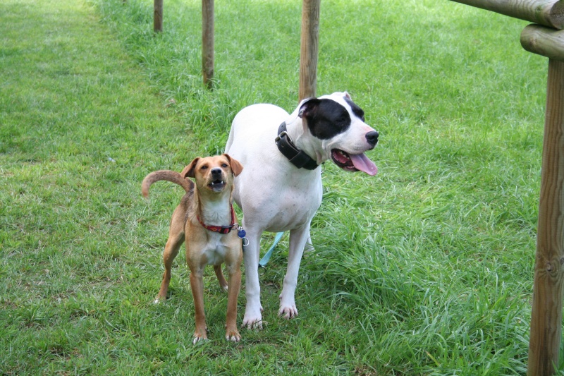 croise teckel malinois en fa chez moi!!45/91/77 Journe40