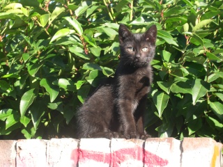 cassius - Cassius, chaton noir de 3 mois et demi Dscn4510
