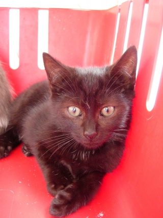 cassius - Cassius, chaton noir de 3 mois et demi Dscn5715