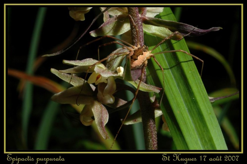 Epipactis purpurata (bis) Repurp20