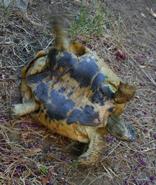 Tortue de ma grand-mère Memece10