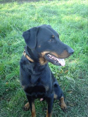 Bowsu, beauceron d'un an et demi Bowsu10