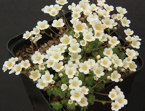 Saxifrages en 2011. - Page 3 Img_1231