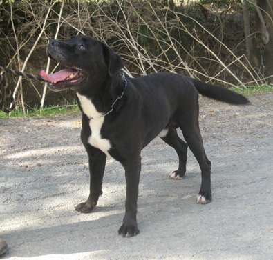 Boston, mâle croisé Boxer/Labrador de 3 ans 61467_11