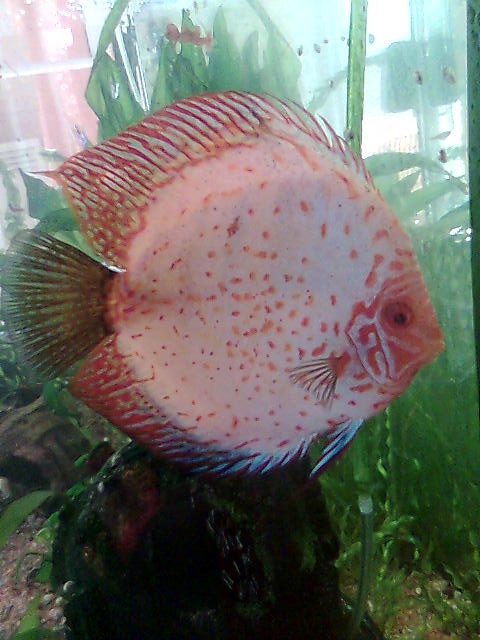 Mes discus Geeszr11