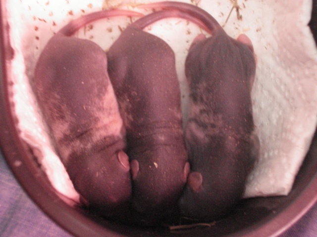 ratons variegated,uni,étoilé  en rp Dsc02035