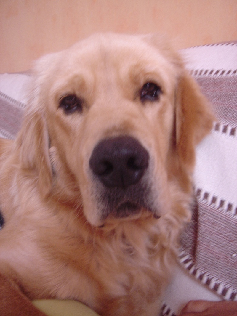 WHISKY (golden) - Page 5 Dsc02910