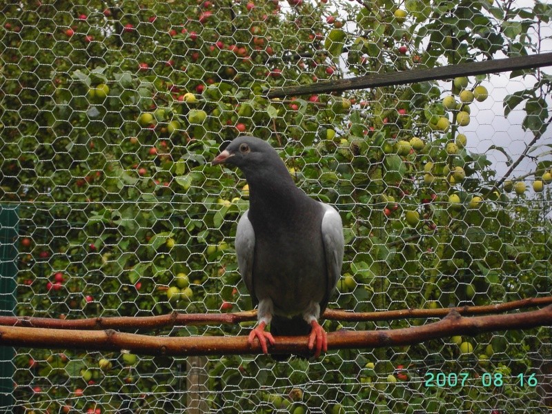 Mes petits amours de pigeons et autres animaux a plumes 16aout13