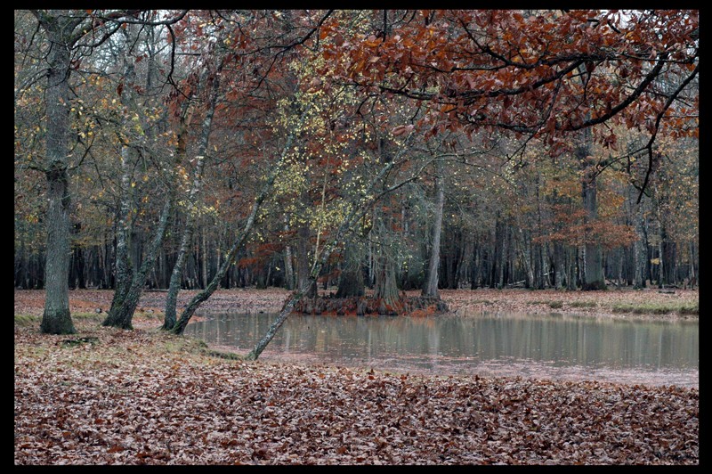 Sortie parc animalier de clairefontaine (78) le 10/11/2007 - Page 3 10_11_13