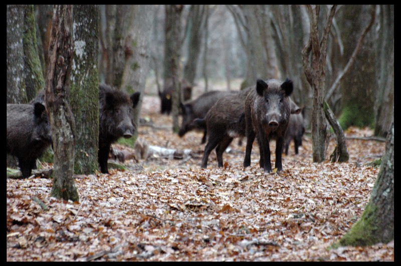 Sortie parc animalier de clairefontaine (78) le 10/11/2007 - Page 4 10_11_22