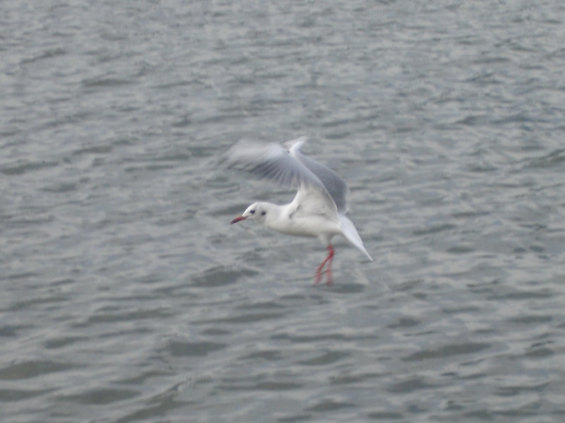 Mouettes Dsc01111