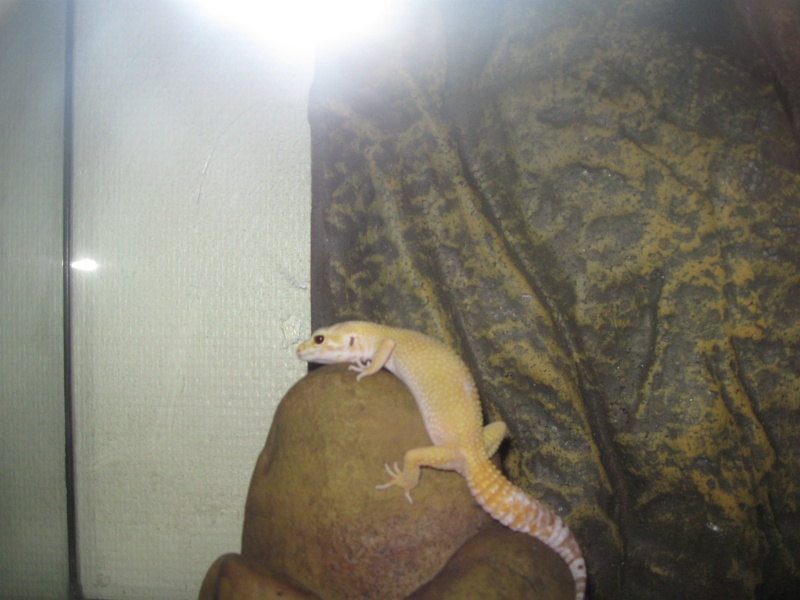 phase de mon gecko  Img_0541