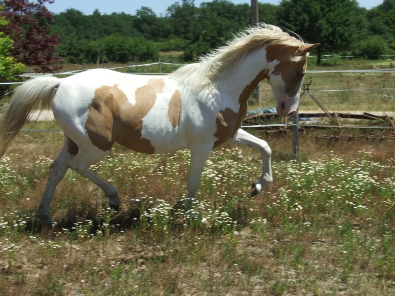 Pouliche 2 ans DSA tobiano palomino - Page 2 Dscf0410