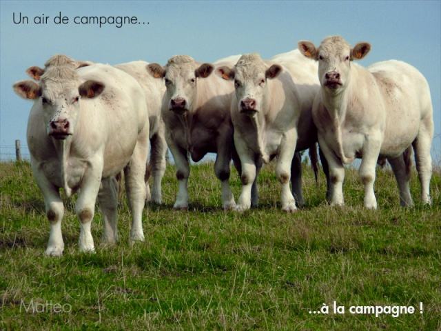 ah la vache!!! Campag10