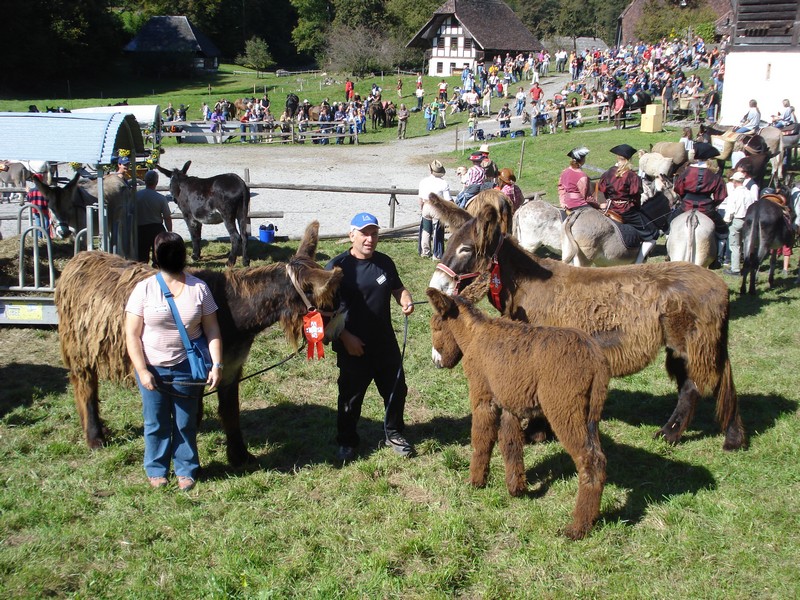 Festicheval Poitou10