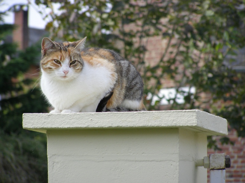 contre  le commerce de fourrures  de chien et chat Minett10