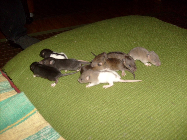 BB rats  adopter ou FA ds 59, 62, Belgium S7300121