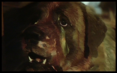 Cujo (1983, Lewis Teague) Cujo210