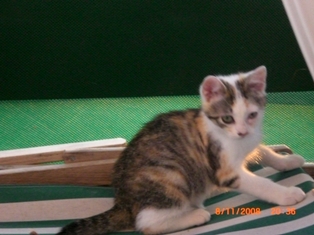 Yuri, 9 mois chatonne Blanche et tigrée calicot Yuri_210