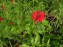 Visite du jardin de Chatou Photo_17