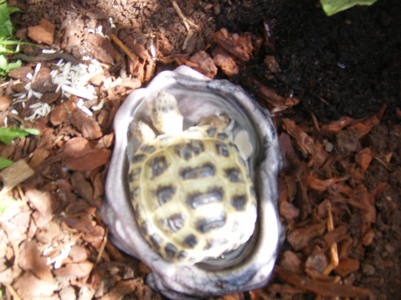 tortue horsfieldii boit :D Dscf2311