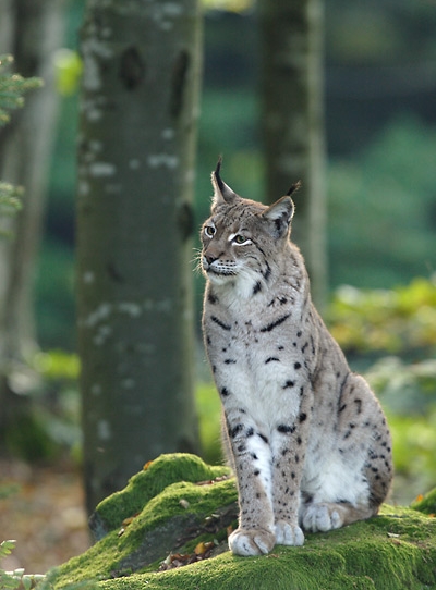 Le Lynx boral Lynx3010