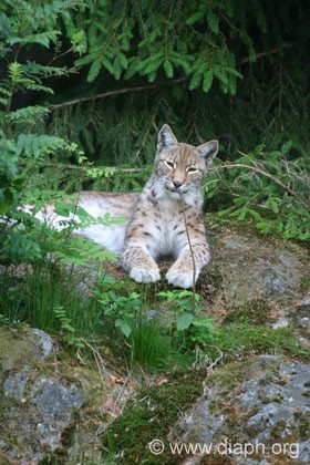 Le Lynx boral Lynx510