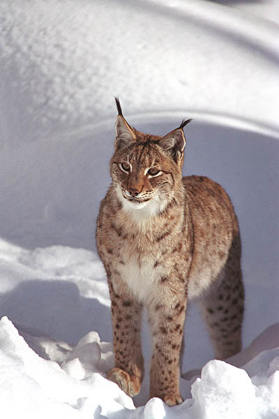 Le Lynx boral Lynx_b11