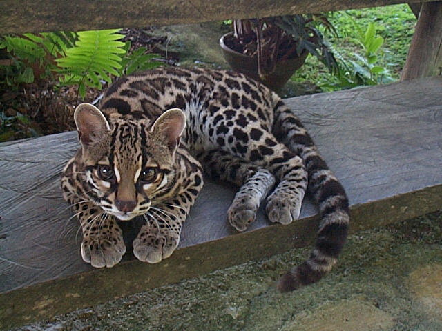 Le Margay Margay10