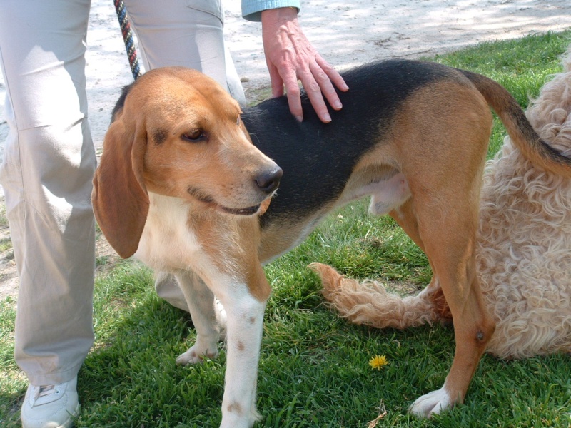 86 - Cooky x beagle de 6 ans 680_f_10