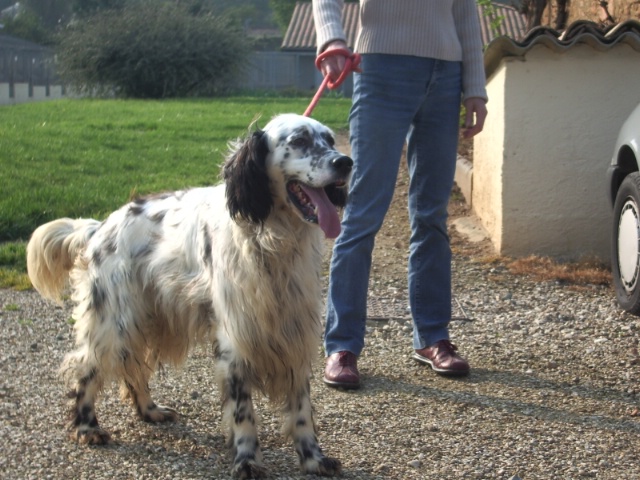 86 - Ted setter anglais de 5 ans Ted10
