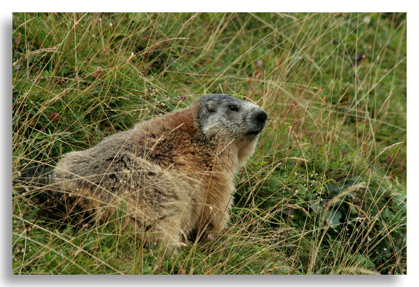 Spcial marmottes Marmot10