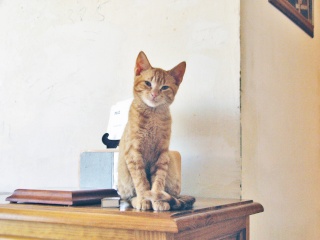 Caïd, chaton roux de 5 mois à peine Pic02311