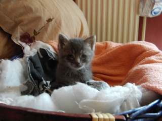 4 chatons gris 3 semaines Pic02315