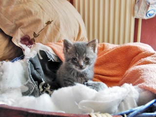 4 chatons gris 3 semaines Pic02316