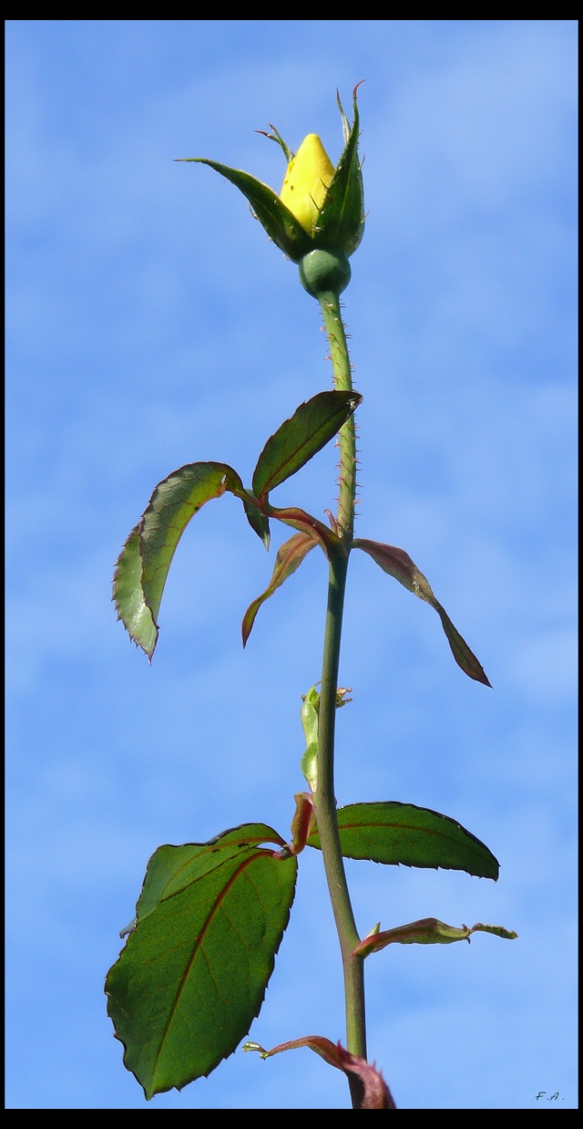 rose jaune Rose_j10