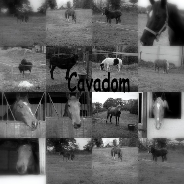les chevaux de mon centres equestres (CAVADOM) Collag10