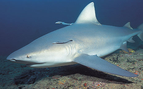 les requins 0210