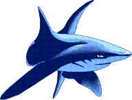 les requins Requin10