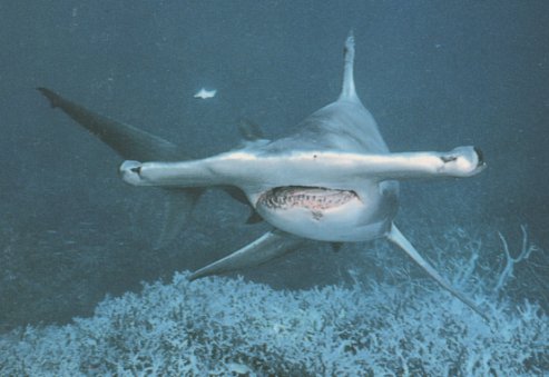 les requins Requin10