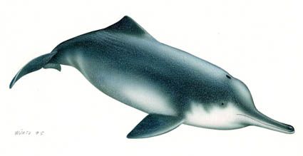 Espce disparue : le dauphin de Chine a tir sa rvrence Baiji-10