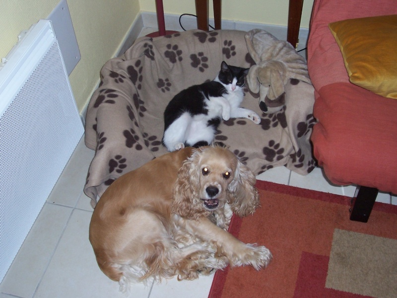 CHIENS et CHATS 100_0510