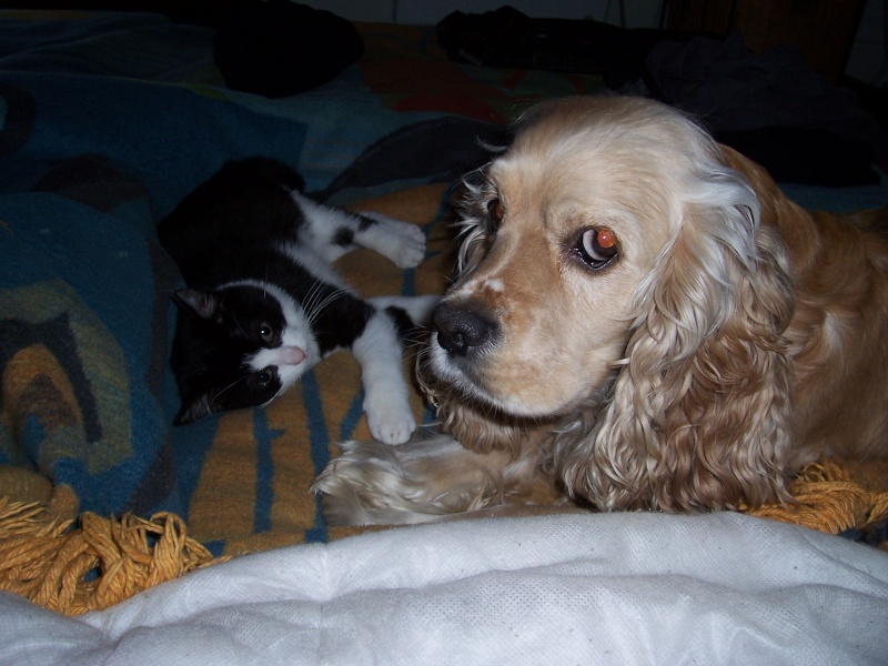 CHIENS et CHATS Milord10