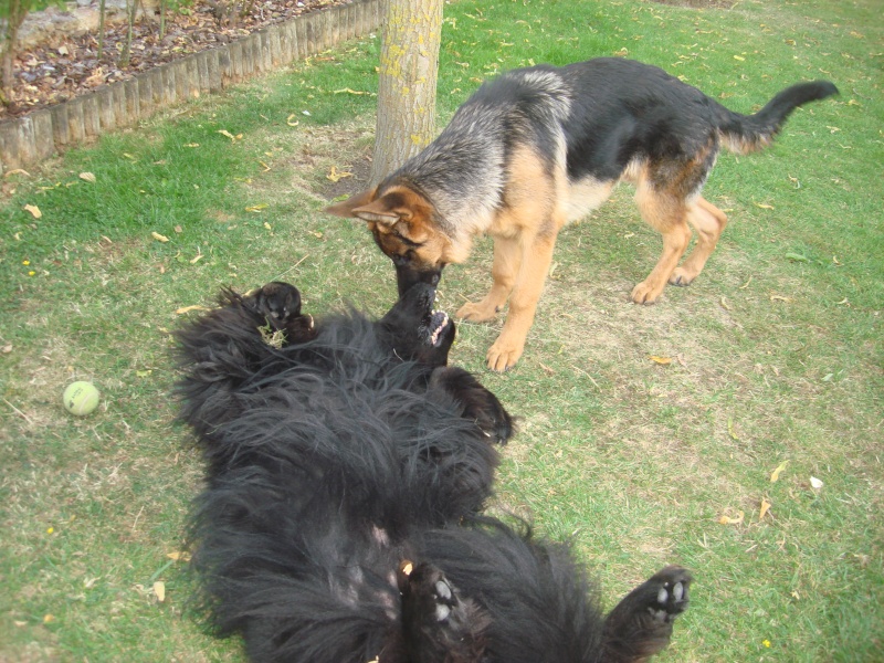 Mon chien mange des cailloux Page 2
