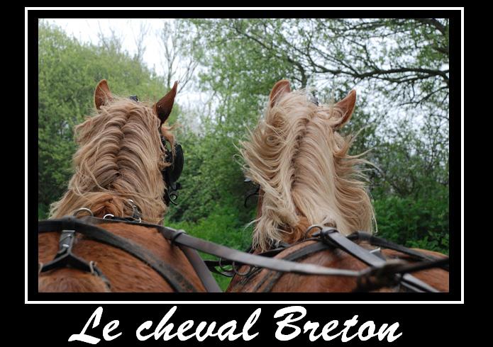 Le cheval Breton Forumb12