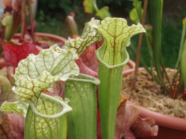 Plantes de Bauer P9290311