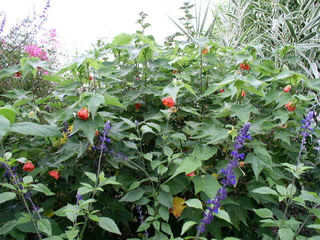 Ketmie des marais/ Hibiscus moscheutos - Page 3 Abutil18