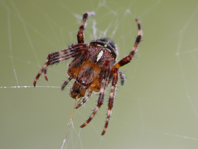 Oh tiens, une araignée pour changer :) P1060011