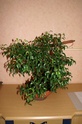 ficus Pict0211