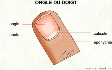 Les ongles Doigt10